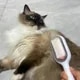 Cepillo de aseo para gatos y perros